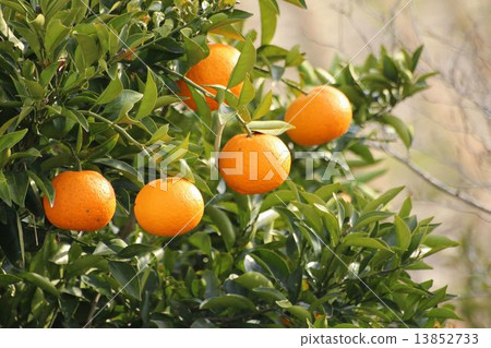 Summer living in a tree oranges Summer living in a tree oranges 13852733