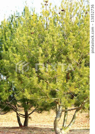 松針 松針 13852736