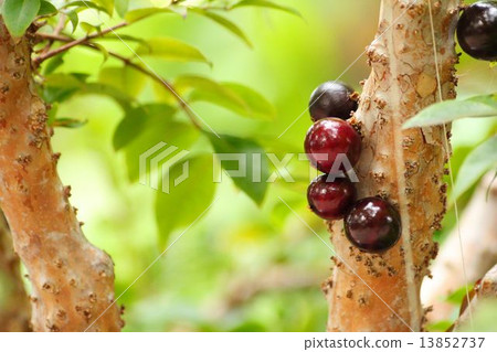 嘉寶果 嘉寶果 13852737