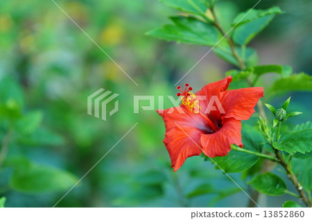 Hibiscus Hibiscus 13852860