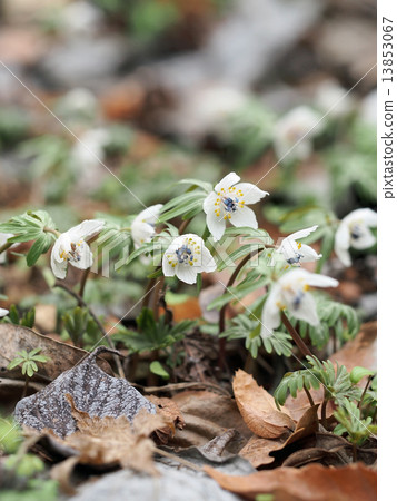 Setsubunsou 13853067