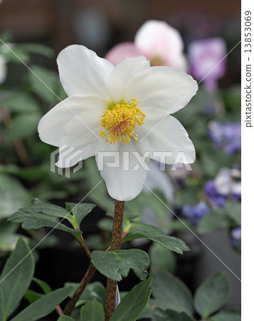 Christmas rose Christmas rose 13853069