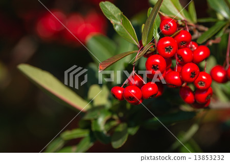 Pirakanususu紅色果子 13853232