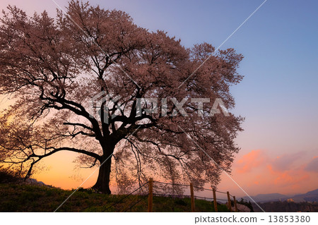 櫻花在日落的土墩 13853380