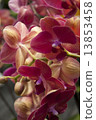 Photography of Phalaenopsis Orchid flowers. 13853458