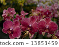 Photography of Phalaenopsis Orchid flowers. 13853459