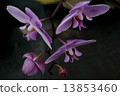 Photography of purple Phalaenopsis Orchid flower. 13853460