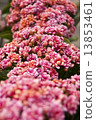 Photography of pink Kalanchoe plant bloom. 13853461