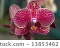 Photography of Phalaenopsis Orchid flower. 13853462