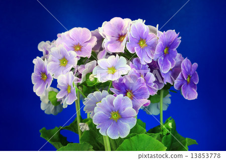 Primula Primula 13853778