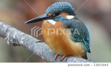 Kingfisher 13853843