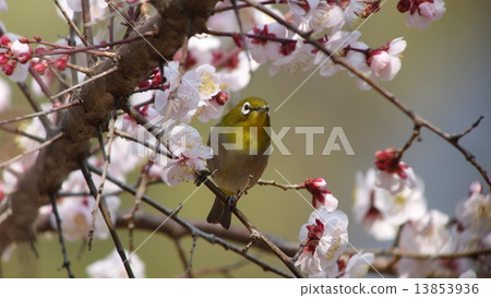 梅花和梅佐 梅花和梅佐 13853936