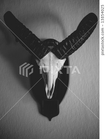 black and white photo of moufflon skull hanging on wall black and white photo of moufflon skull hanging on wall 13854025