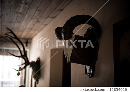 Toned shot of wall in hunters house decorated by animal skulls 13854026