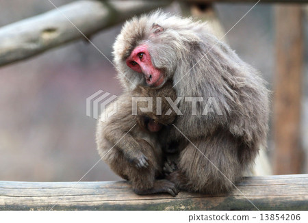 Parent and child of monkey 13854206