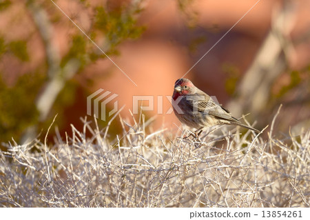 House Finch 13854261