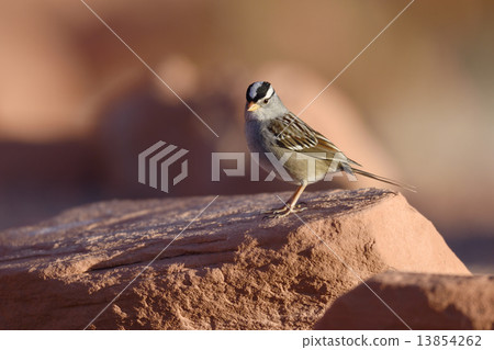 white crowned sparrow white crowned sparrow 13854262