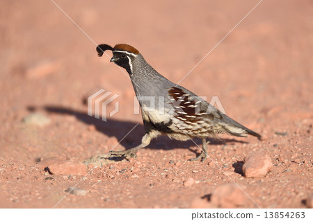 Gambel’s Quail Gambel’s Quail 13854263