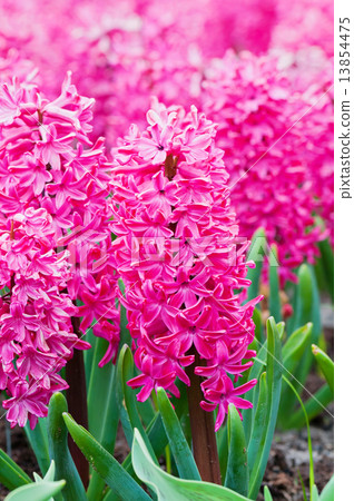 Macro shot of pink hyacinth 13854475