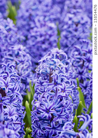 Macro shot of blue hyacinth Macro shot of blue hyacinth 13854476