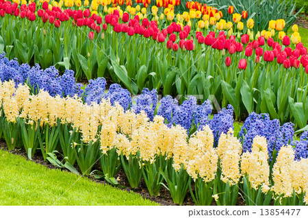 Vibrant flowerbed spring flower park Vibrant flowerbed spring flower park 13854477