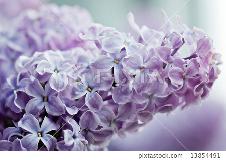 Close-up of lilac 13854491
