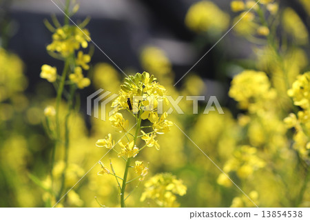 Rape blossoms and insects 13854538