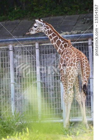 [Child of Amemekirin] 13854567