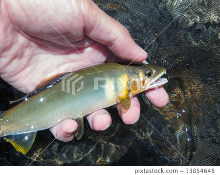 天然阿玉 13854648