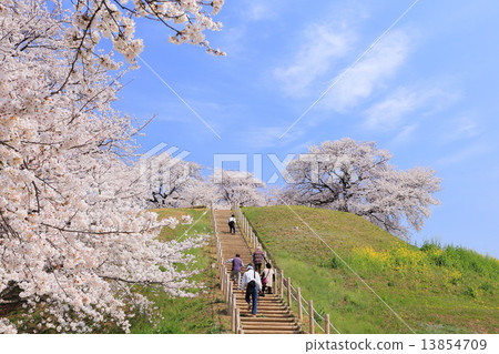 櫻花古墓櫻桃樹 13854709