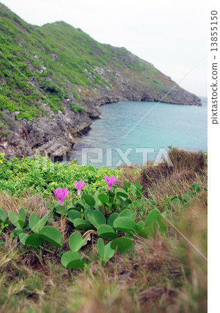 南島(ichijima西南部無人居住的小島)的鯊魚池塘 南島(ichijima西南部無人居住的小島)的鯊魚池塘 13855150
