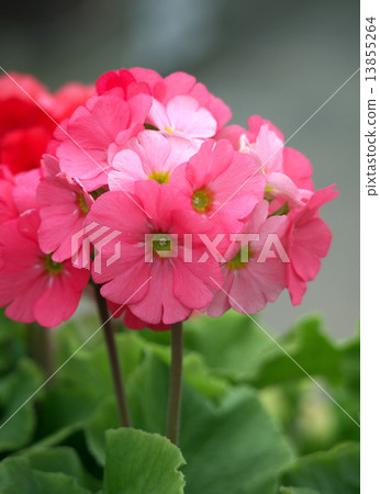 報春花·Obconica（Tokiwakakura） 13855264