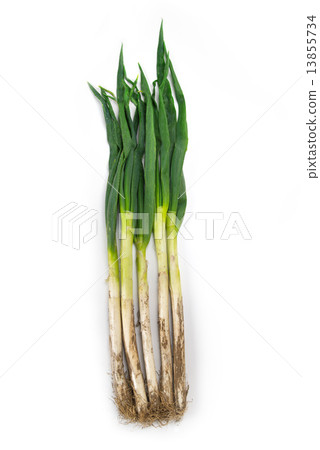 泥洋蔥 泥洋蔥 13855734