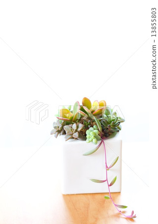 白碗多汁 13855803