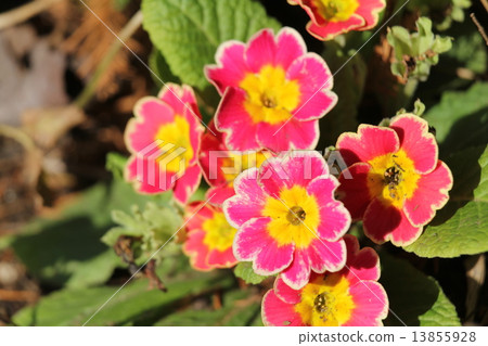 Primula Julien 13855928