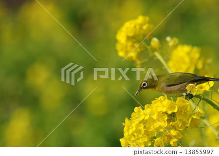 Meiro陷入了油菜花 13855997