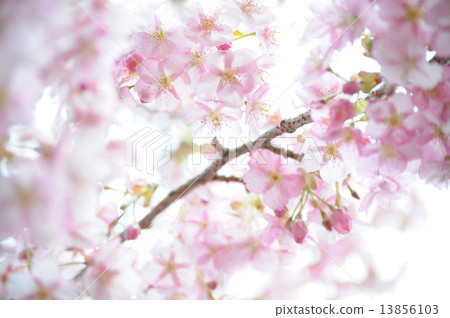 Pink and pastel cherry blossom wallpaper in full bloom Pink and pastel cherry blossom wallpaper in full bloom 13856103