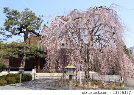 Kamakura cherry tree of Kyoto Senbon Shakado 13856337