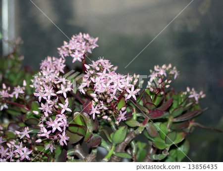 Cherry Blossom Moon (Gold Tree) 13856435