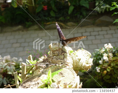 Tsumura Maki Madara 13856437