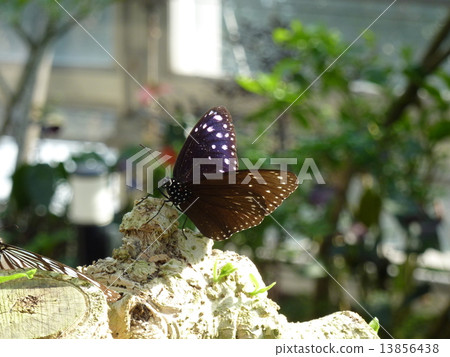 Tsumura Maki Madara 13856438