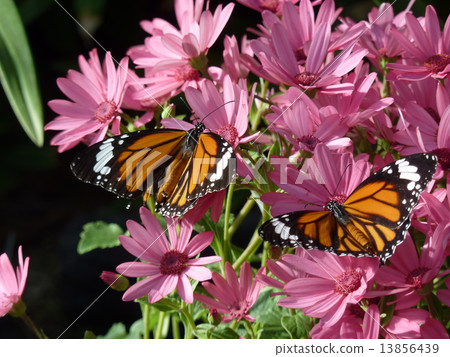 Suejigoro Kabamadara 13856439