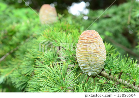 Cedar egg ♪ 13856504