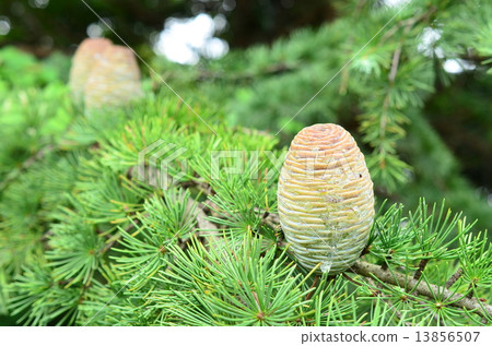 Cedar egg ♪ Cedar egg ♪ 13856507