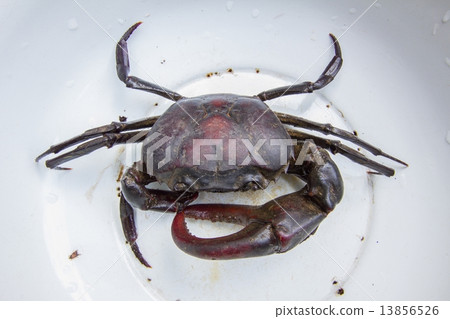 dark purple Crab in in white bowl dark purple Crab in in white bowl 13856526