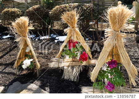 上野Toshogu Shibaen冬天牡丹花 13856787