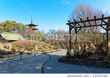 Ueno Toshogu Shibaen winter peony blossoms and five-storied pagoda 13856788