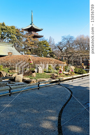 Ueno Toshogu Shibaen winter peony blossoms and five-storied pagoda 13856789