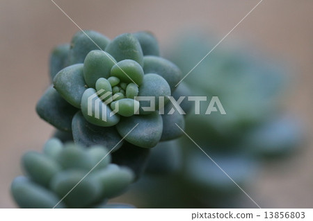 Sedum Lottie Sedum Lottie 13856803