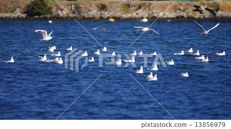 Yurakomome和母貓的幼鳥 13856979